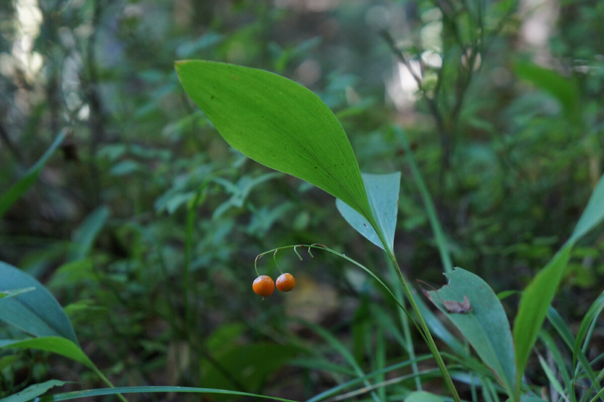 Созрели плоды ландышей (они несъедобны) →