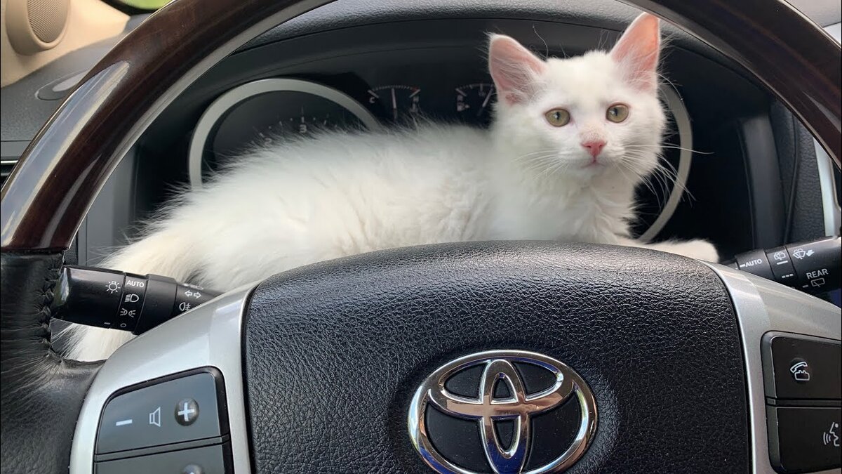 Кот на торпеде автомобиля