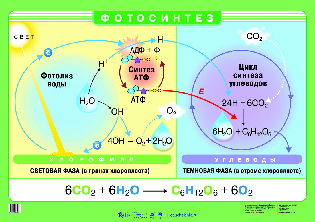 Хлоропласты синтез белка