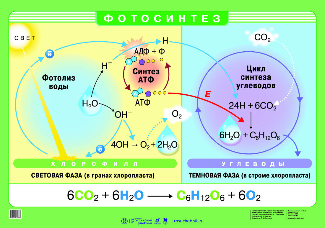 Синтез атф 2. Фотосинтез схема световая фаза и темновая. Образование Глюкозы фотосинтез фаза. Процесс фотосинтез темновая фаза схема. Со2 фотосинтез реакция.