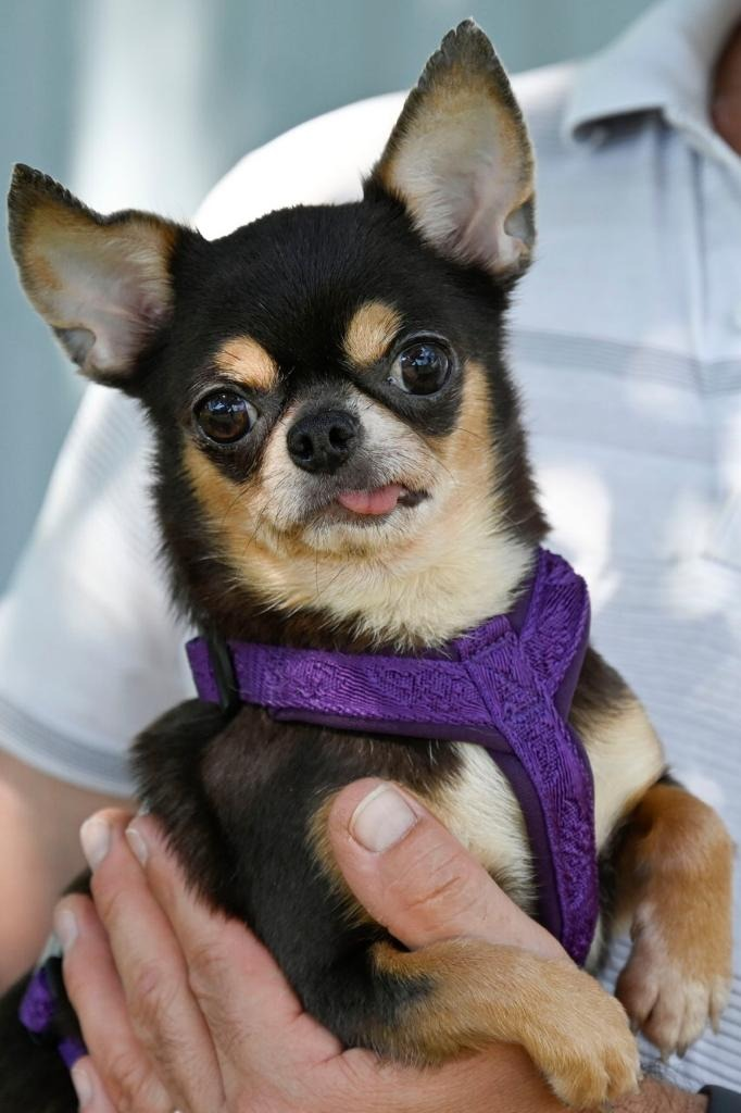 Наша Пуговка 🐶 