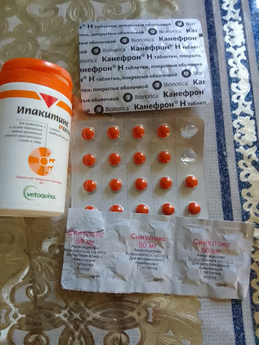 Кошечка Ника: волонтер предполагала, что ее жизнь в отдельной комнате ...