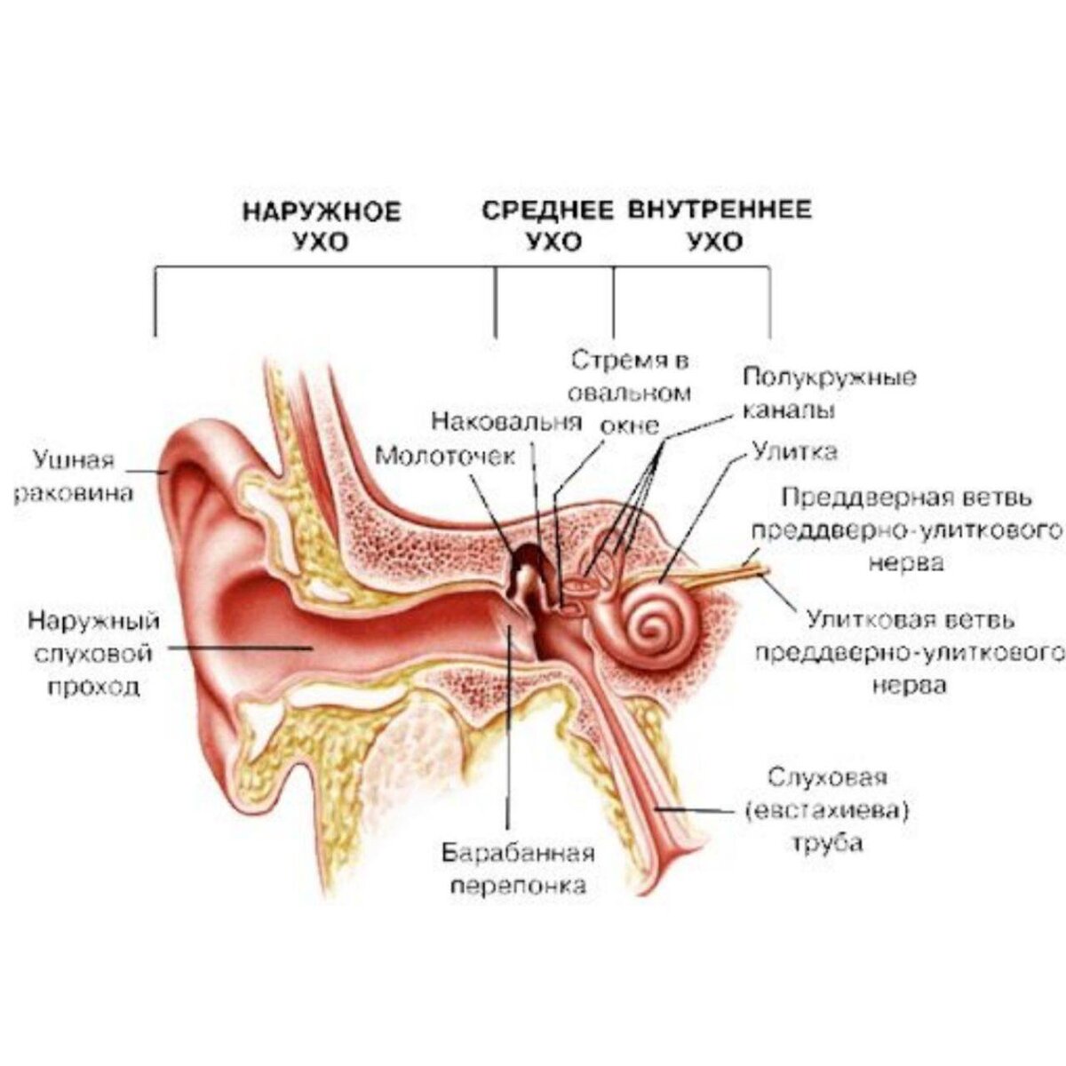 Слуховой анализатор строение и функции физиология