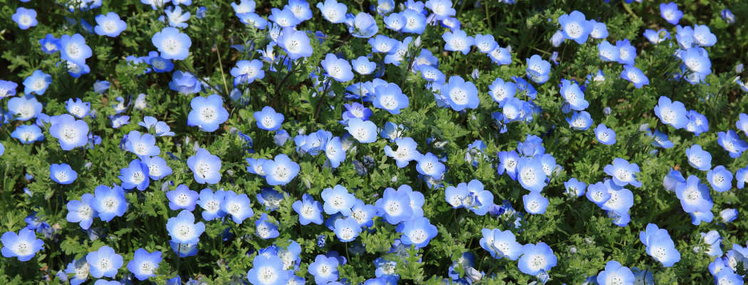 Цветущий лен