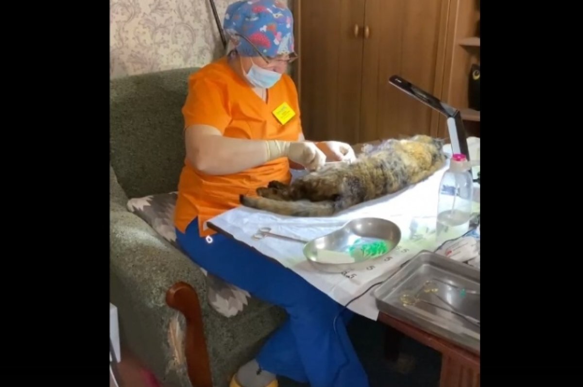    Ветеринар из Твери три дня оперировала раненых животных в Мариуполе