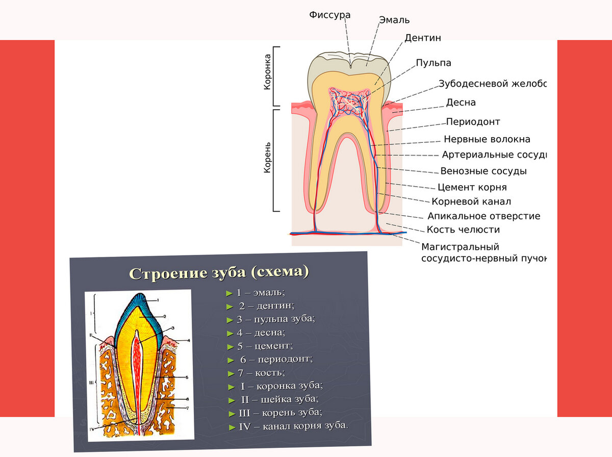 Как устроены зубы