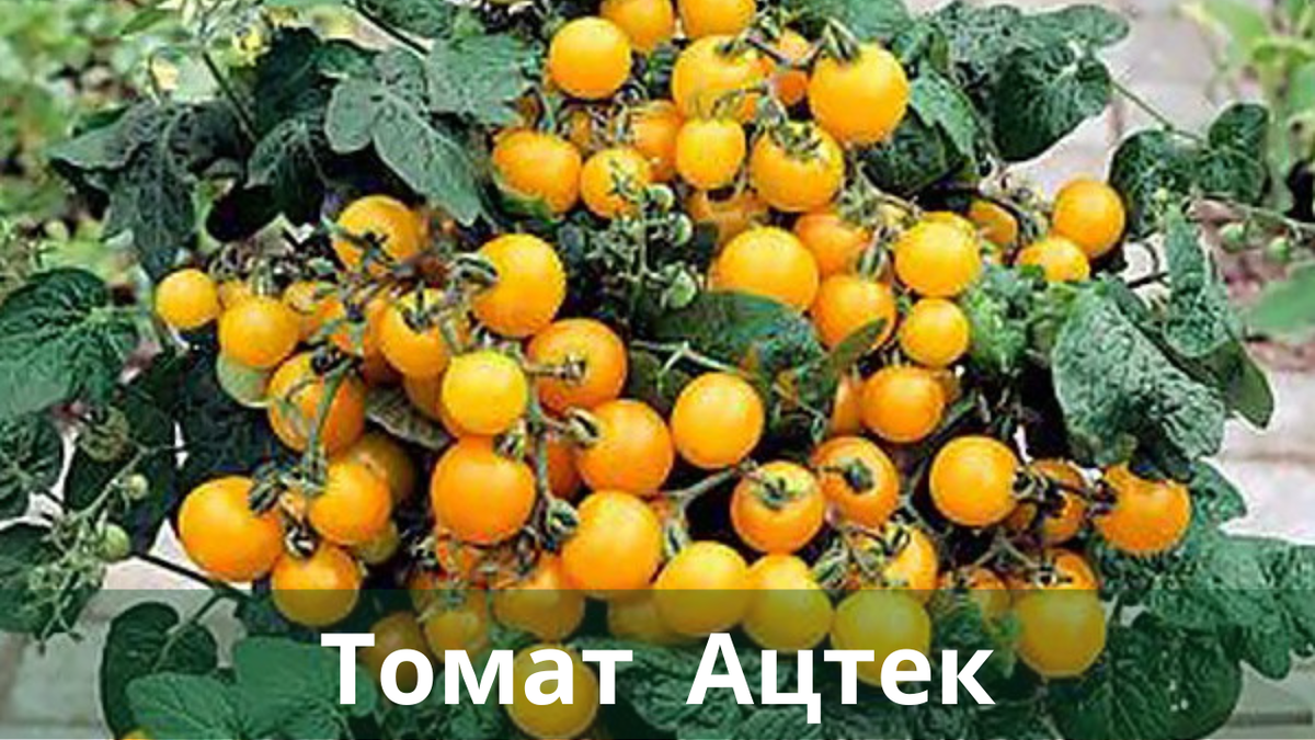 Фото с сайта https://sortseeds.ru/catalog/item/