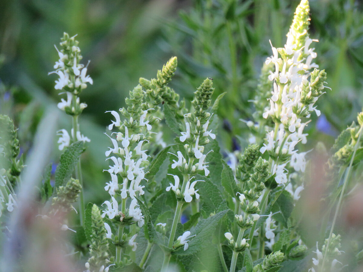 Шалфей Salvia Bumbleberry