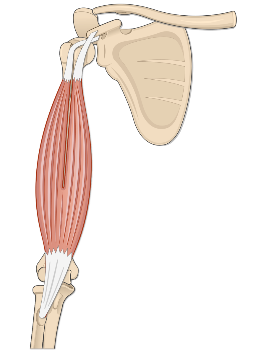 Biceps brachii