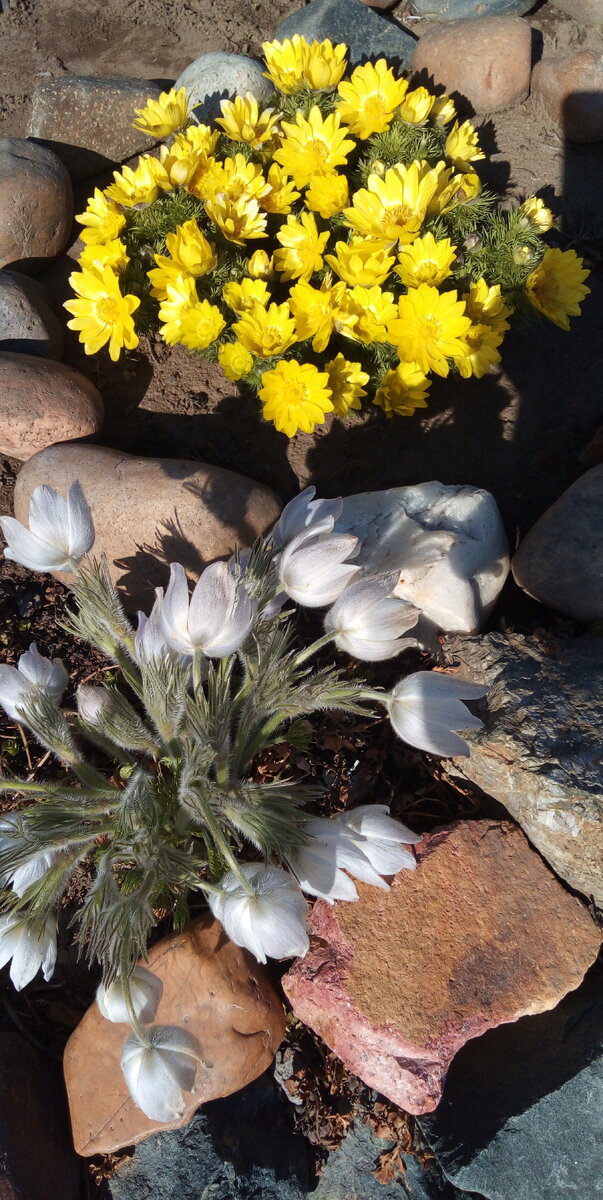 ПЕРВОЦВЕТЫ    