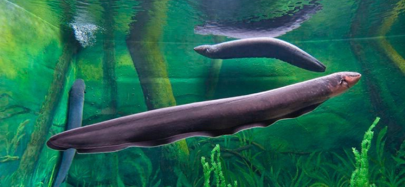 Фото угря в полный размер