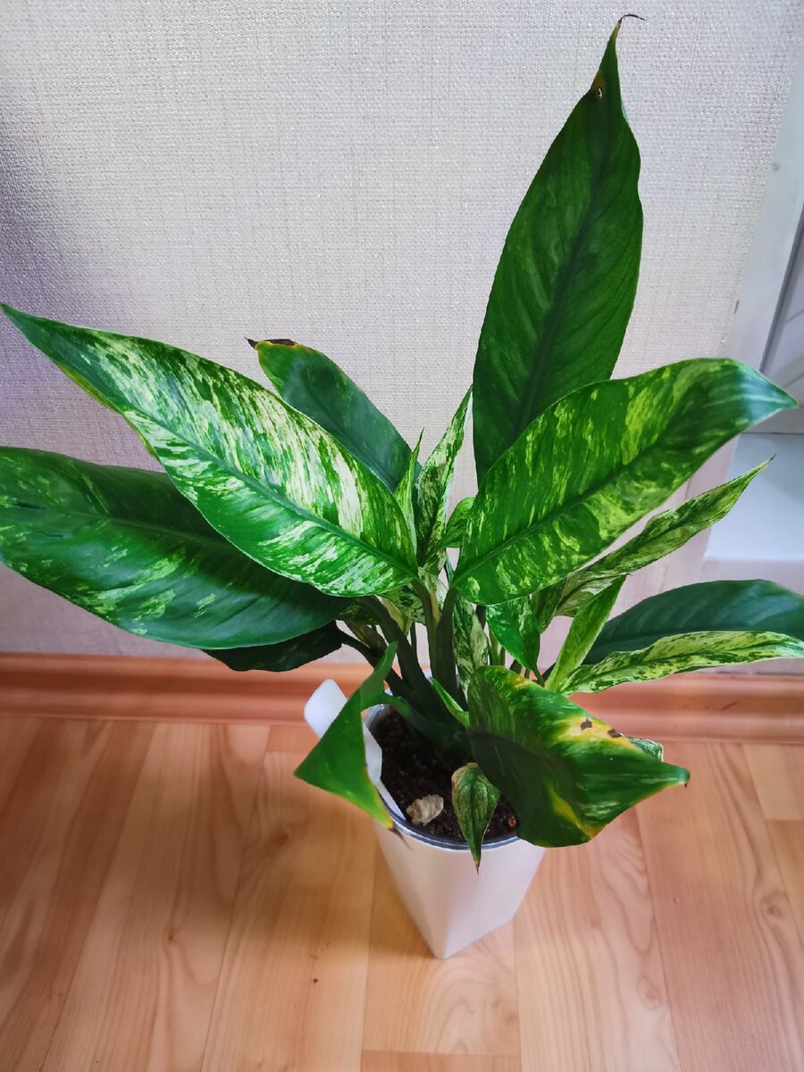 Angel Citi (январь 2021 года)