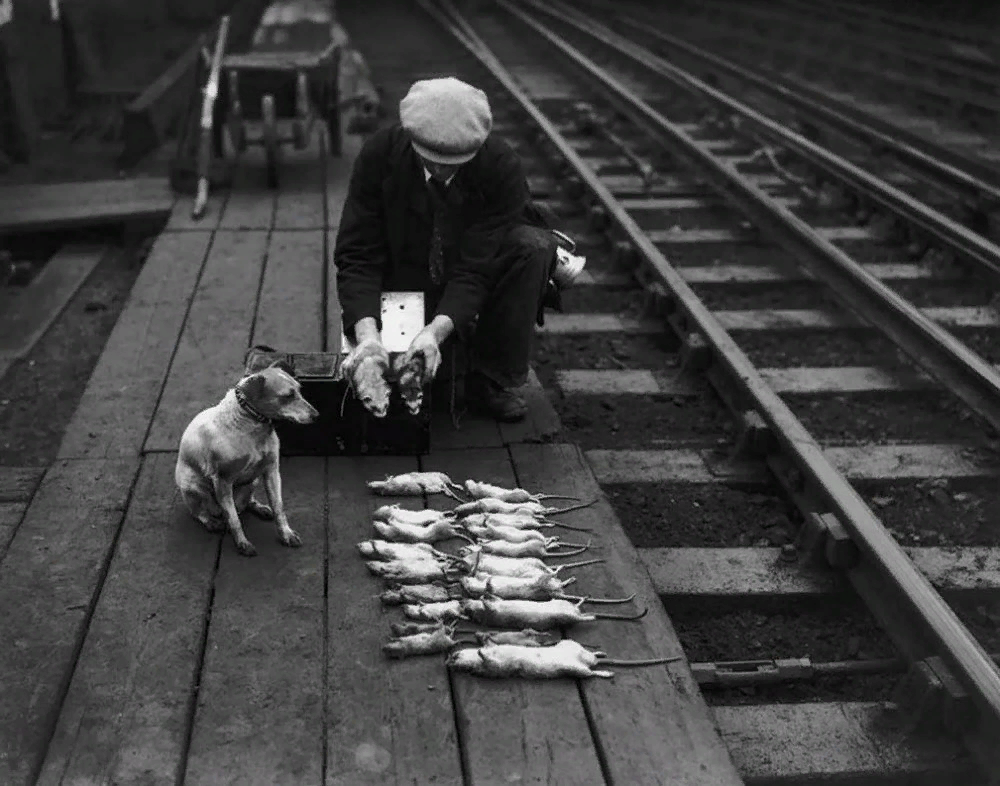 Крысолов обучает молодых хорьков работе, Англия, 18 век