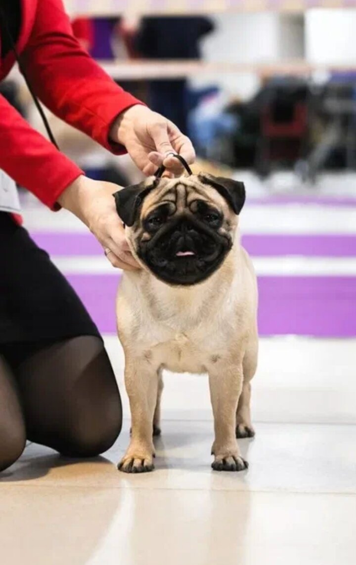 Яндекс картинки