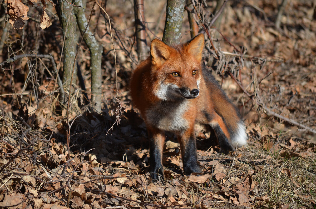 Лиса Василиса, прогулка в лесу