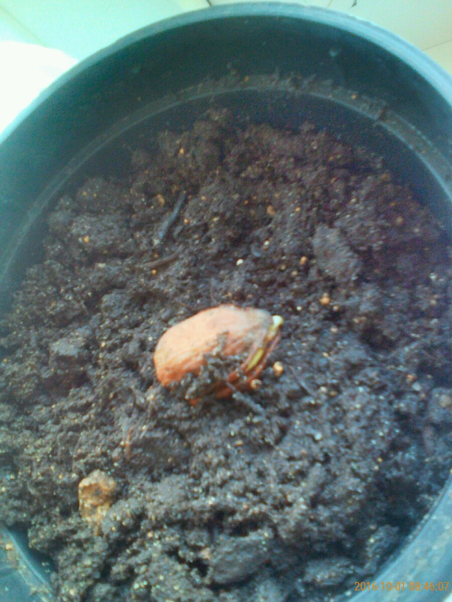 Грецкий орех