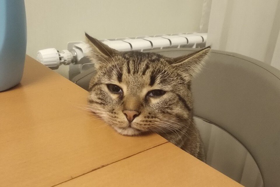 Вообще то это кот. Вообще то это кот
