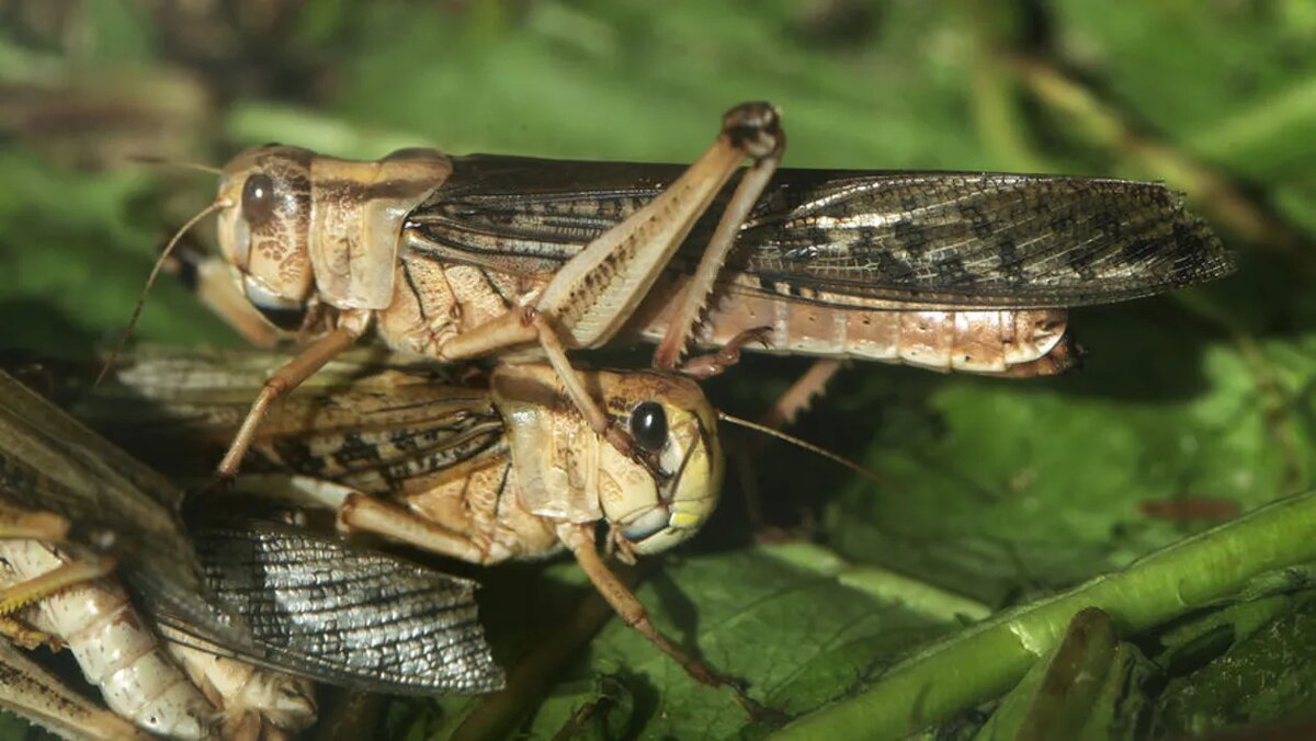 Ученые из Университета ИТМО в Санкт-Петербурге начали создание биологически активной добавки на основе хитина из панциря саранчи, которая заменит традиционные наполнители в колбасах и полуфабрикатах для улучшения их пищевой ценности.                                         Эта добавка также может быть использована в выпечке и молочных продуктах. ИТМО также исследует различные виды пищевых добавок из отходов переработки морепродуктов, чтобы создать более дешевые продукты с аналогичным содержанием биогенных элементов. 