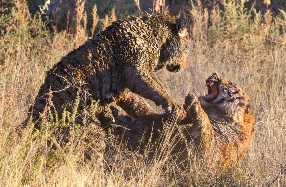 Можно думать, что тот, кто не способен на жестокость, гораздо благороднее того, кто способен. Но это серьёзное заблуждение, ибо, если вы не способны не жестокость, то станете жертвой того, кто на неё способен. 