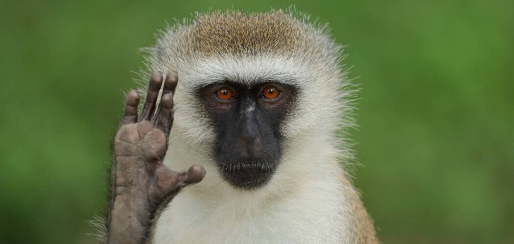 Эти забавные обезьянки переносят один из самых опасных в мире вирусов Фото: © Edwin Godinho / Shutterstock / FOTODOM