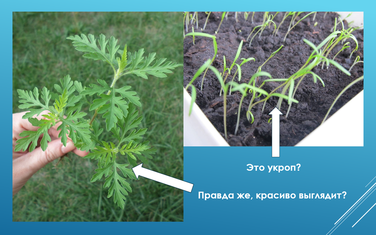 На первом фото тот самый сорняк, который остался расти на грядке после прополки...