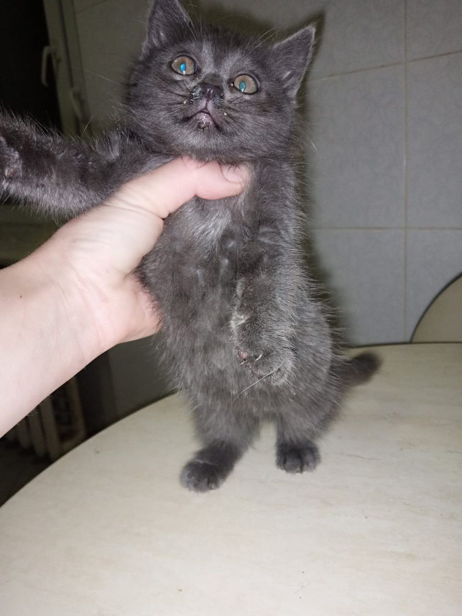 Сильвер