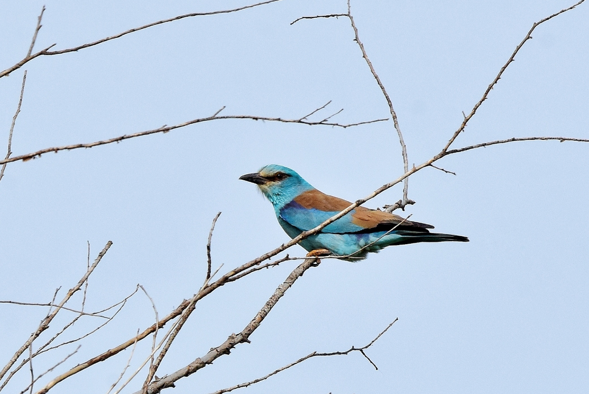 Фото Виталия Муравьёва, использовано с разрешения автора