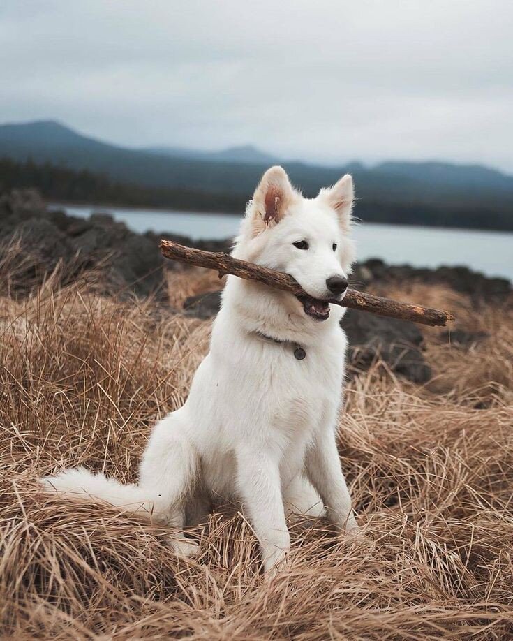 Фото породы