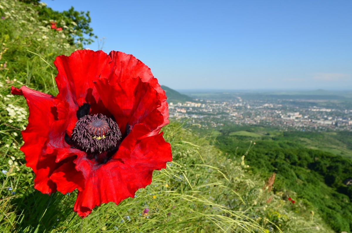 Мак край. Прицветниковый Мак Бештау. Мак прицветниковый Papaver bracteatum. Реликтовые маки на Бештау. Мак прицветниковый (Papaver bracteatum Lindl.).