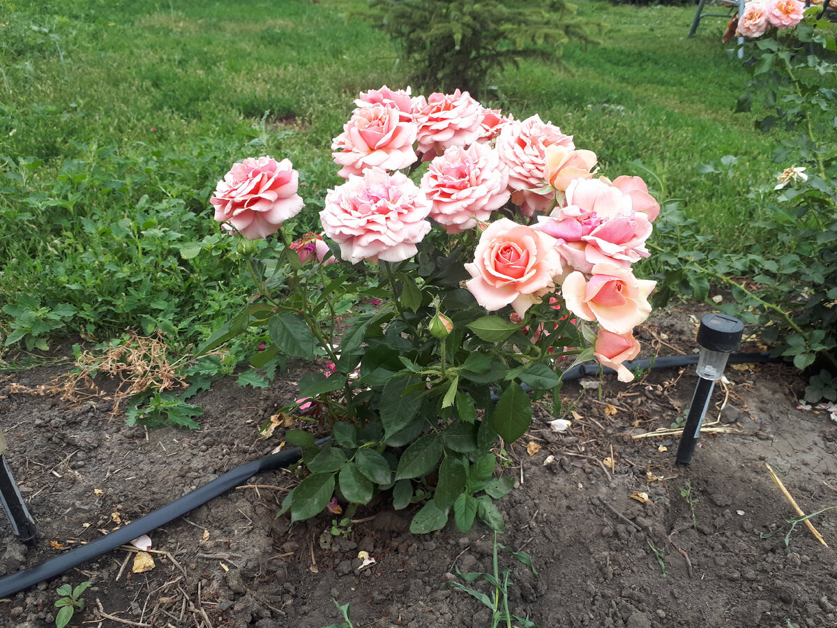 🌹🌹🌹Бордюр из роз вдоль дорожки. Что нужно учесть. Розарий своими руками  | Сад для себя - Светлана Корчагина🌿 | Дзен