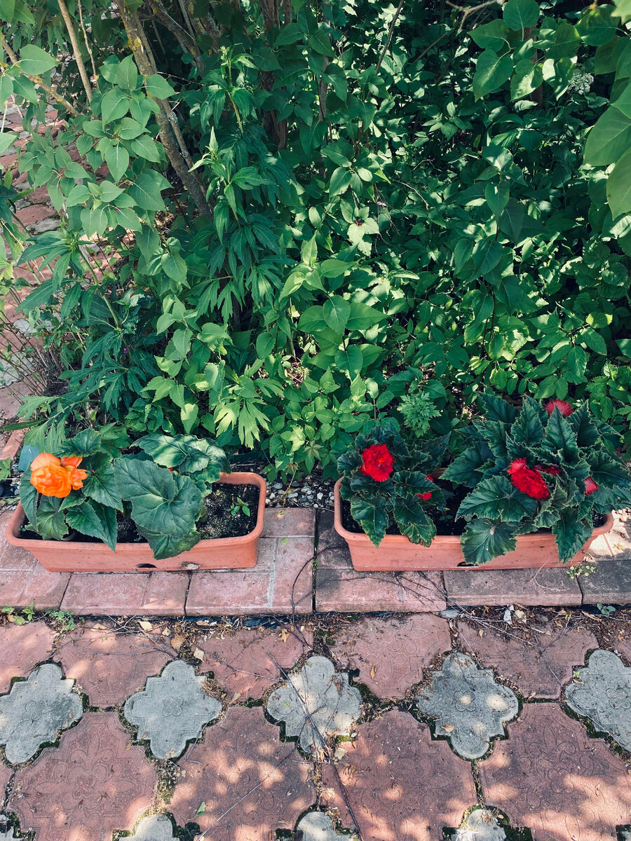 Издалека мои бегонии выглядят так. Третий куст еще не цветет, там только бутоны. Везде фото автора.