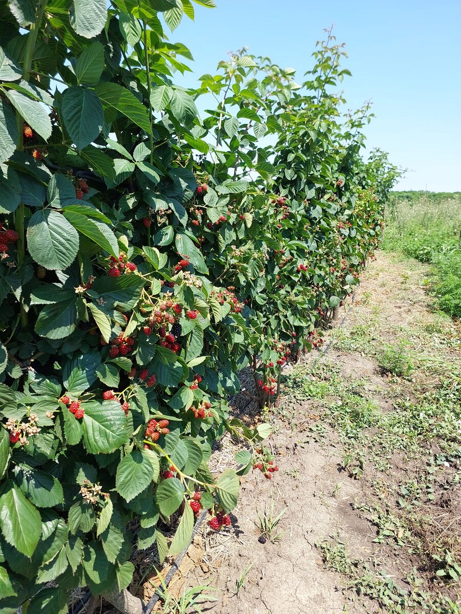 Ежевика Небеса Могут Подождать