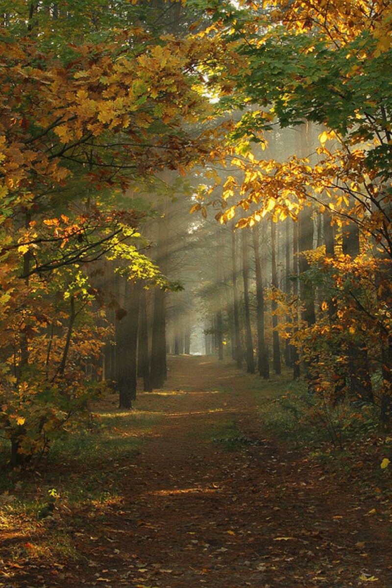  Иллюстрация из интернета. 