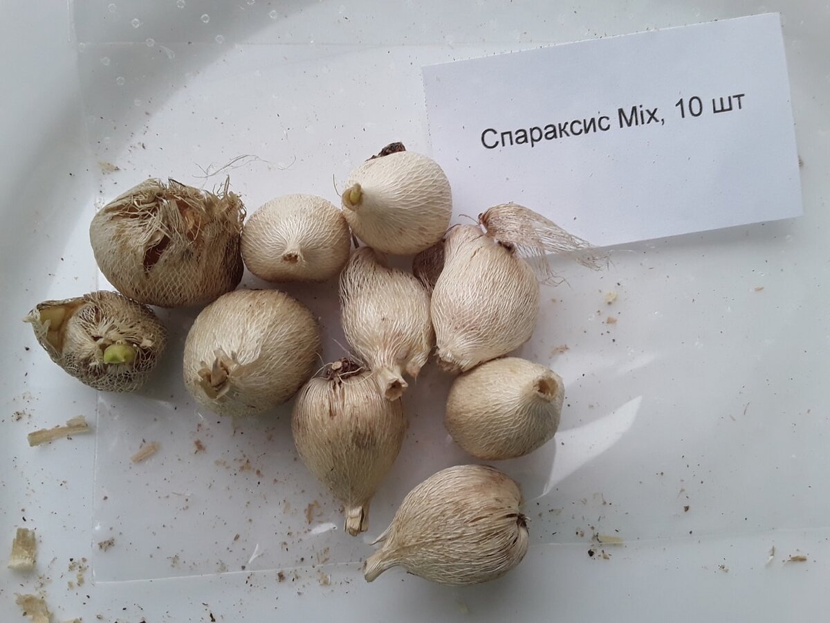 Всю эту мелочь я запланировала посадить в ящики и горшки