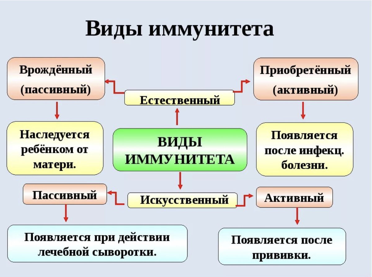 Виды иммунитета схема