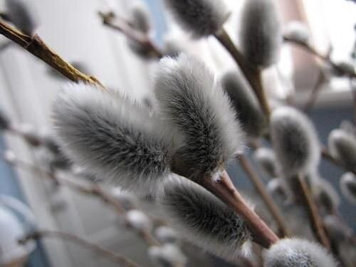 Фото с просторов интернета