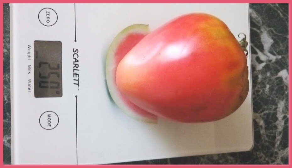 Томат Батяня. Крупноплодный, от сибирских селекционеров.