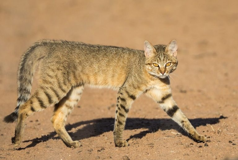 Африканская дикая кошка