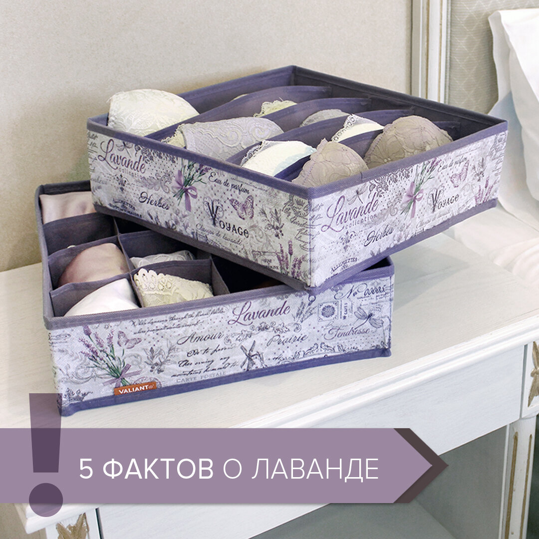 Lavanda Collection by VALIANT