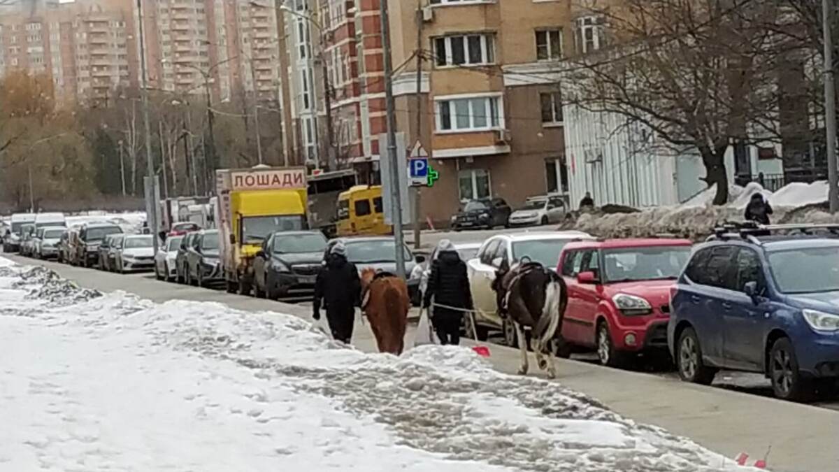 Вот так и нас пенсионеров использовали, а потом увезут, как лошадей(фото автора)