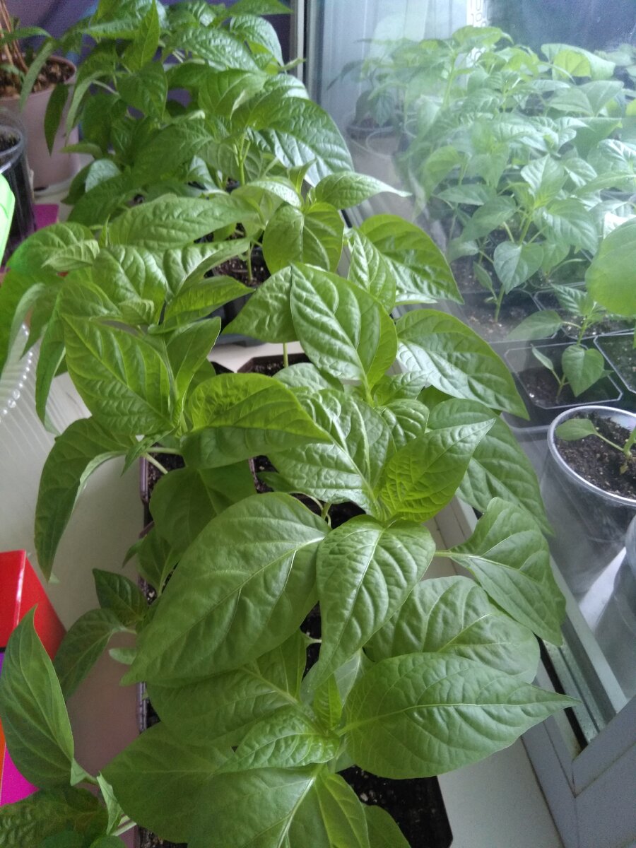 Фото автора: прошлогоднее фото. Полистайте!