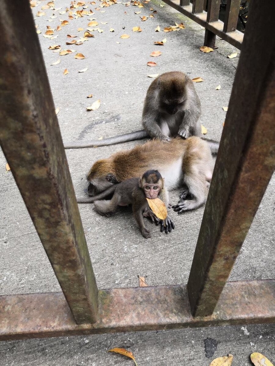 Обезьянья семья и их трудовыебудни.