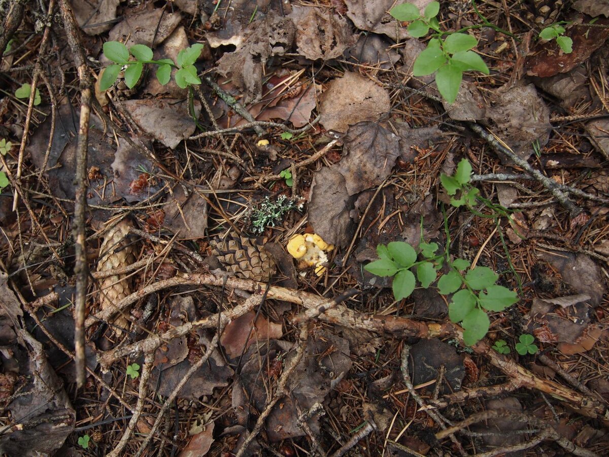 Cantharellus) — род грибов семейства Лисичковые (лат. Cantharellaceae), входящего в порядок Кантарелловые (Cantharellales). Общее описание Плодовые тела шляпконожечные, небольшие или крупные, мясистые, более или менее воронковидной формы, у большинства видов жёлтого или красноватого цвета, реже беловатые.