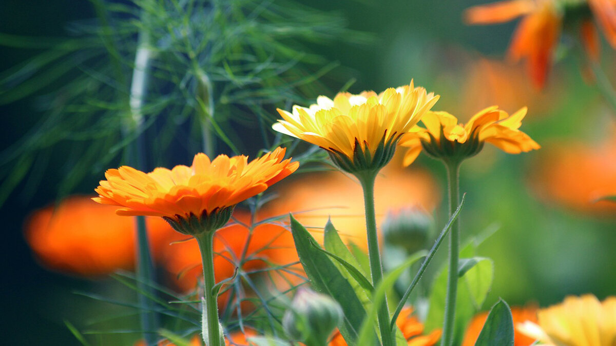 В календуле есть каратиноиды, как в моркови, поэтому она оранжевая. pixabay.com