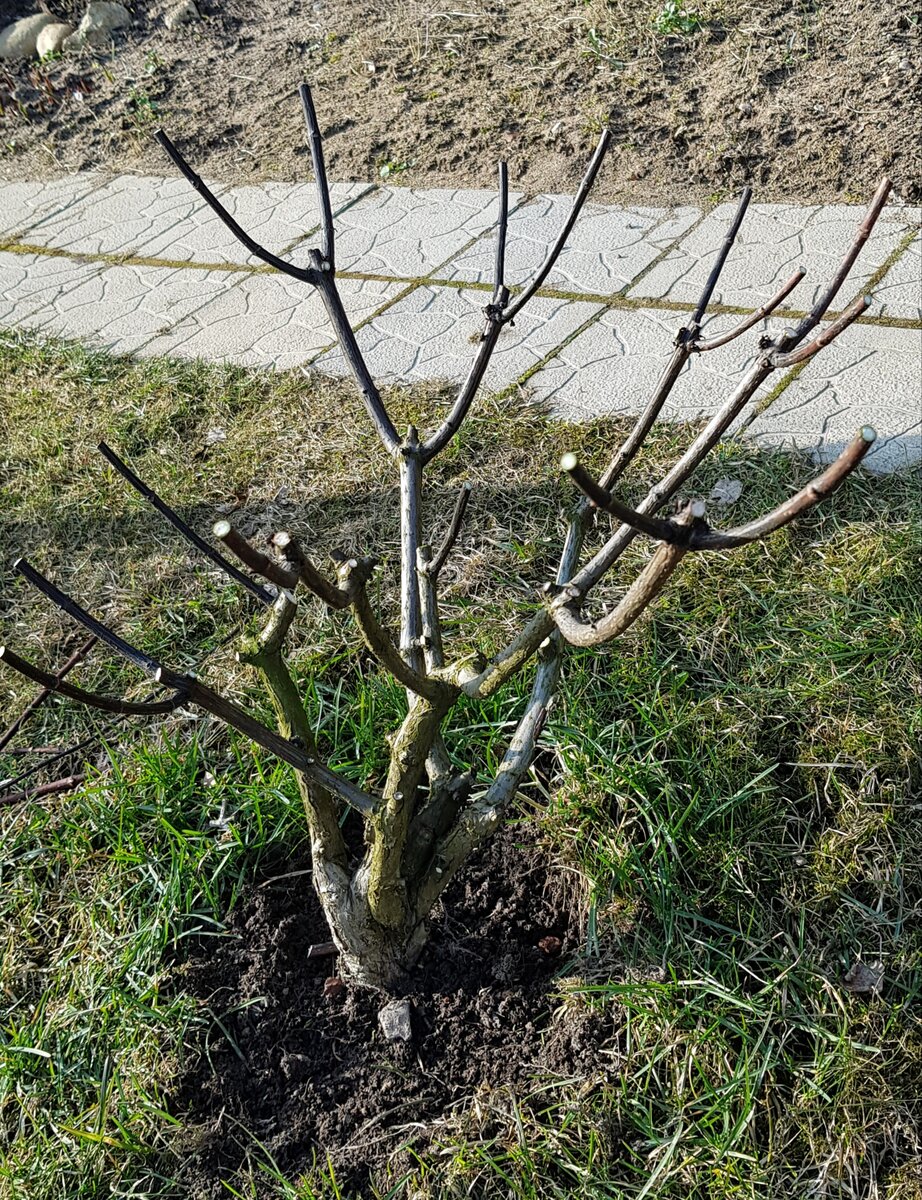 5 марта 2020 года, гортензия после обрезки