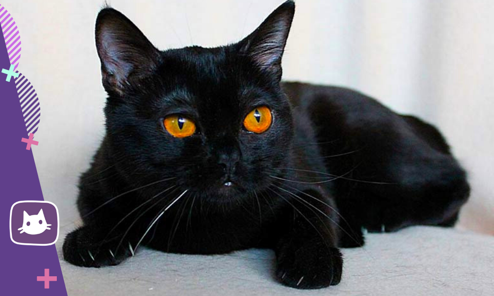 Черная распространенная порода. Бомбейская кошка. Бомбейская Бурманская. Порода кошек Бомбейская кошка. Бомбейская черная кошка.