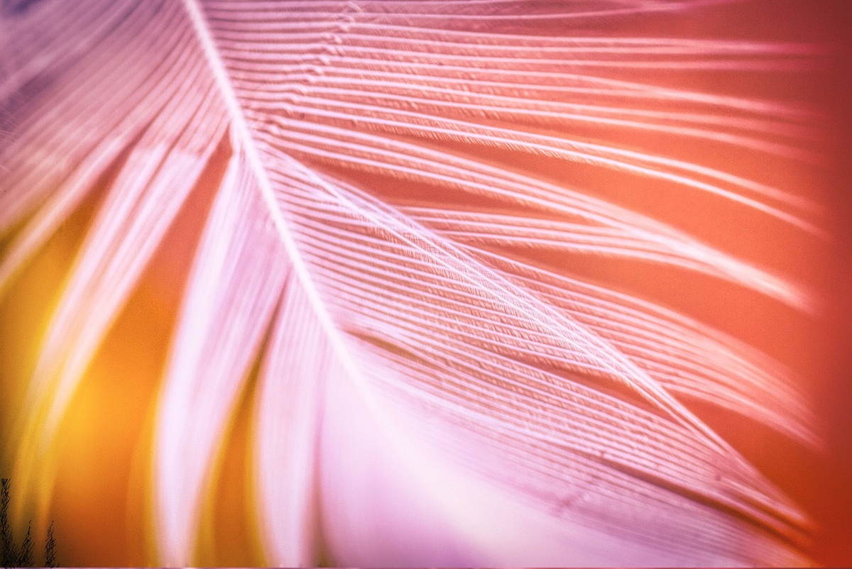 Перо. Коллаж.  Источник - изображение Albrecht Fietz с сайта Pixabay 