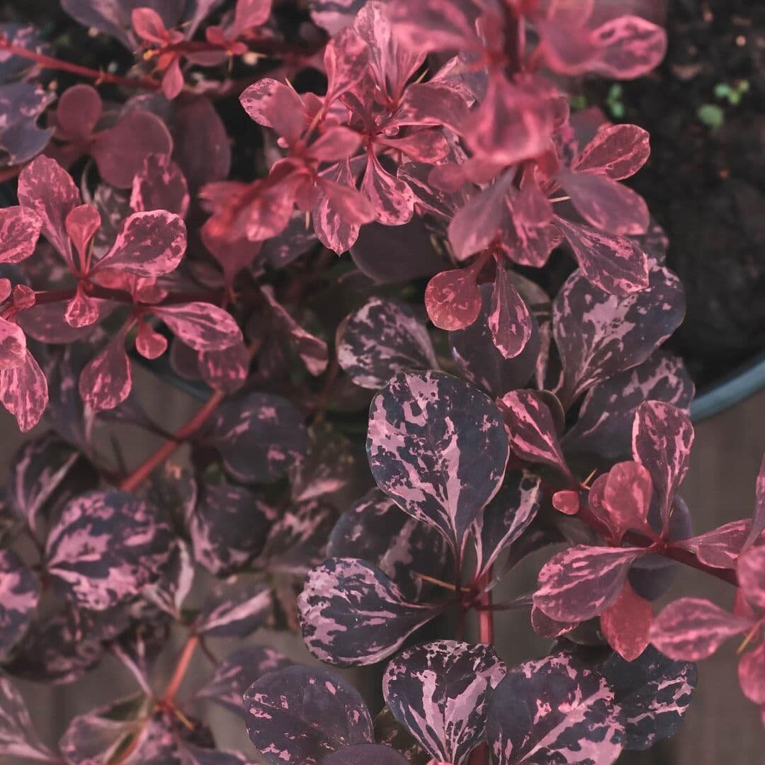 Барбарис Тунберга "Роуз Глоу"