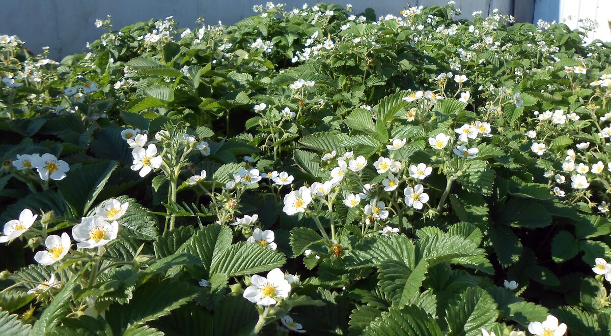 Вот  таким ковром цветет наша лесная красавица.