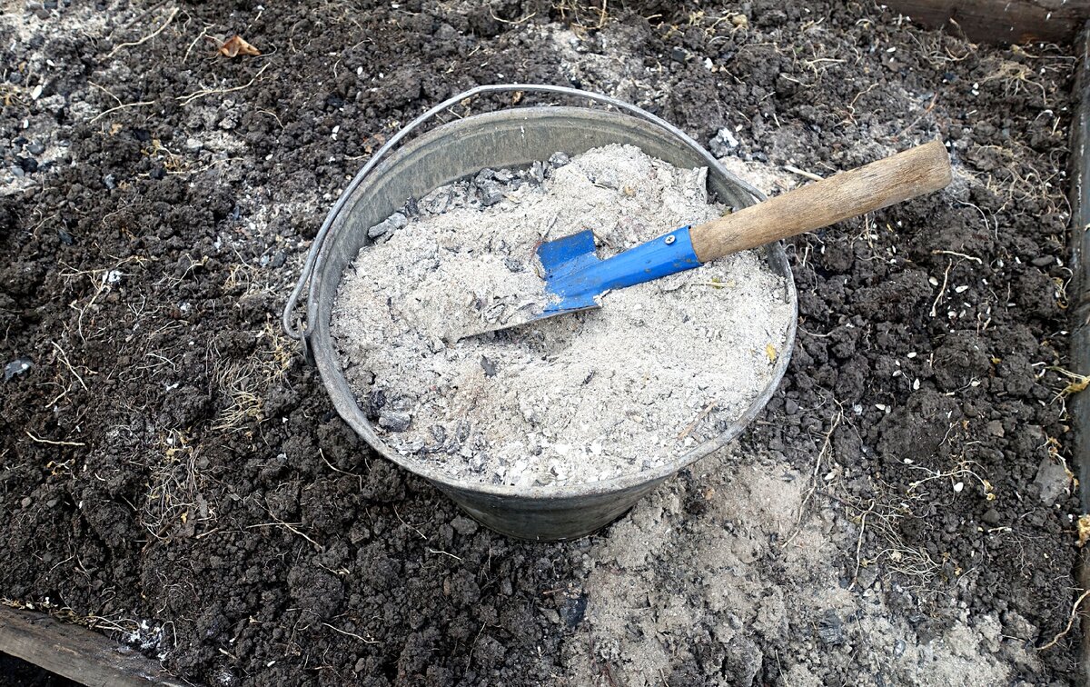 Зола помогает снизить кислотность почвы
